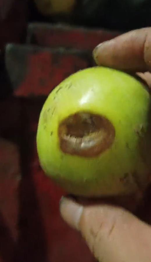 禮泉爛蘋果榨汁風(fēng)波 企業(yè)稱有選果流程，市監(jiān)局緊急叫停產(chǎn)品出庫(kù)